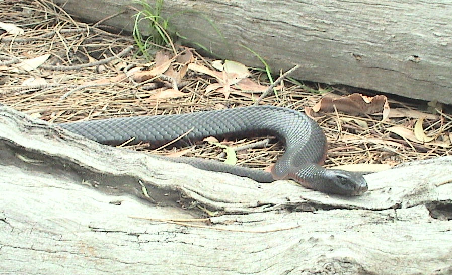 Red-bellied Black Snake