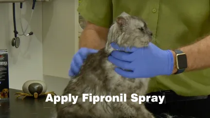 apply fipronil spray