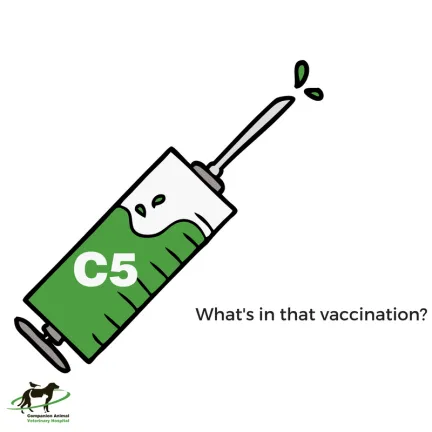 C5 vaccination in a syringe and needle with the words: what's in a vaccination