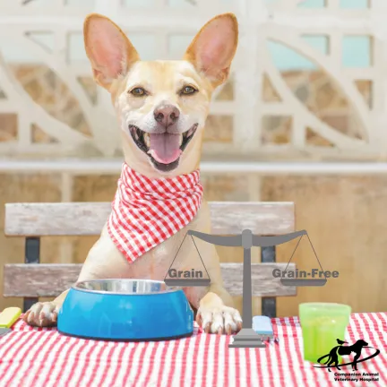 Small dog at a table wearing a napkin with a blue food bowl in front of them. There are weigh scales with grain/grainfree on them