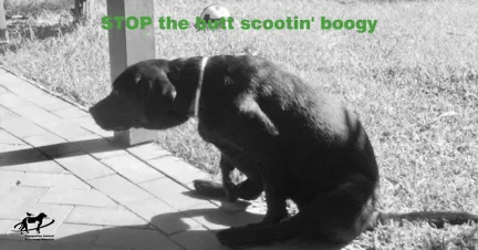 STOP the butt scootin boogy