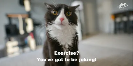 A cat looking stunned with the message "Exercise- you've go to be joking