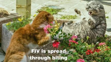 a ginger tomcat and a grey tabby tomcat fighting in a garden bed