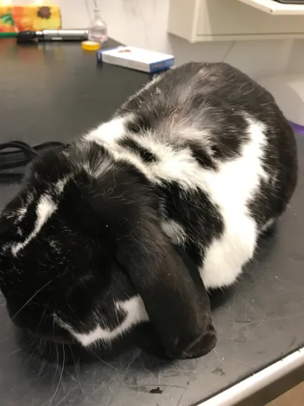 A black and white lop ear rabbit with dandruff