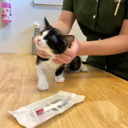 Tortoiseshell Kitten on timber table getting microchipped by Bekky and being very smoochy