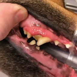 A dog's mouth with brown calculus on the teeth and gingivitis