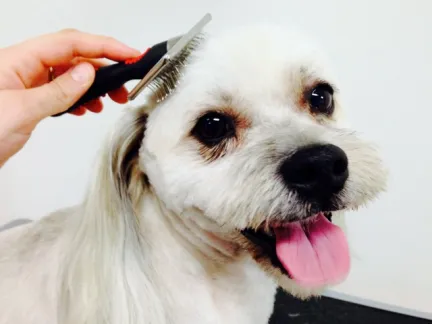 Jack the dog being brushed