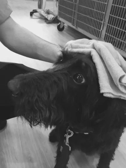 a shaggy black dog being cooled down