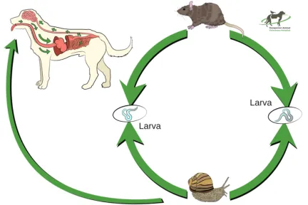 The lifecycle of the rate lungworm and where dogs get involved in it