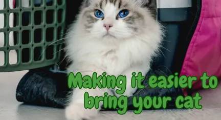 a burman cat sitting comfortably in their carry cage