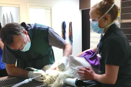 Scaling a dog's teeth under anaesthetic while it is being monitored