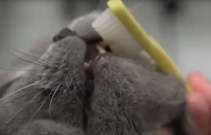 a grey cat having it's teeth brushed with a yellow toothbrush