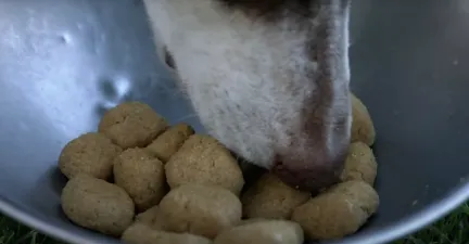 dog eating T/D out of a bowl