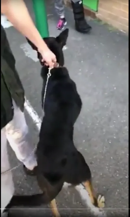 a black kelpie having their body condition checked