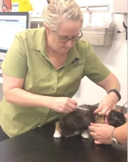 Mel vaccinating a cat