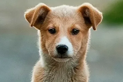 cute tan and white puppy with nice long nose looking at the camera