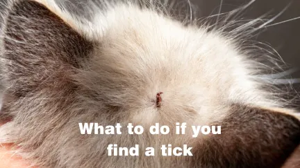 an embedded tick on a cat's head