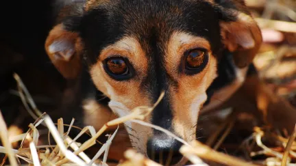 An anxious dog