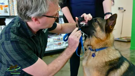 a german shepherd having his teeth brushed