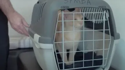 cat in a cat carrier