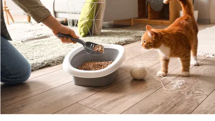 Cat litter tray being cleaned out