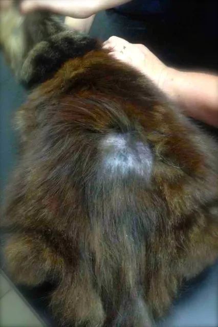 Overgrooming cat