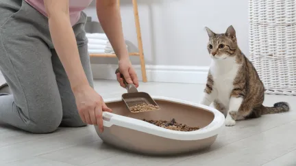 a tabby and white cat sits and watches it's owner clean out the litter tray