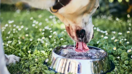 a dog drinking from a bowl on grass