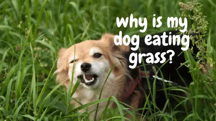 why is my dog eating grass