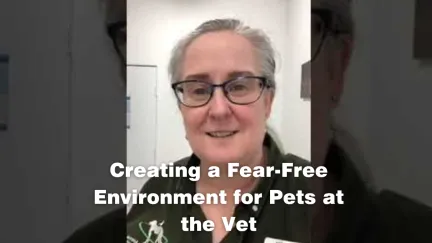 Creating a Fear-Free Environment for Pets at the Vet