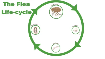 The flea life-cycle