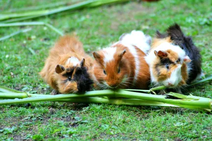 3 little guinea pigs on green grass chewing on a green stick vegetable