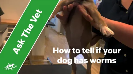 how to tell if your dog has worms