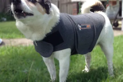 Mintie the jack russel wearing a thundershirt