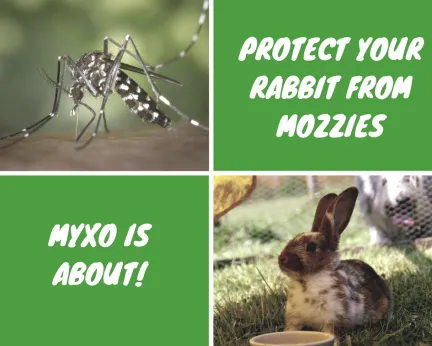 Protect your rabbit from mozzies, myxo is about