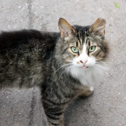 An old tabby cat with a white nose and chest looking up at the camera