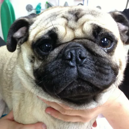 a pug with stenotic nares