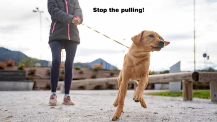 Labrador puppy pulling on lead