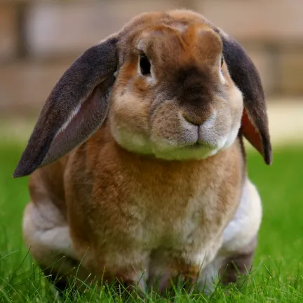 a rex rabbit