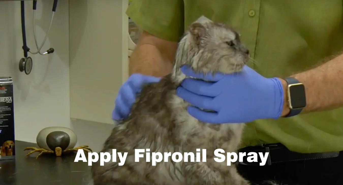 apply fipronil spray