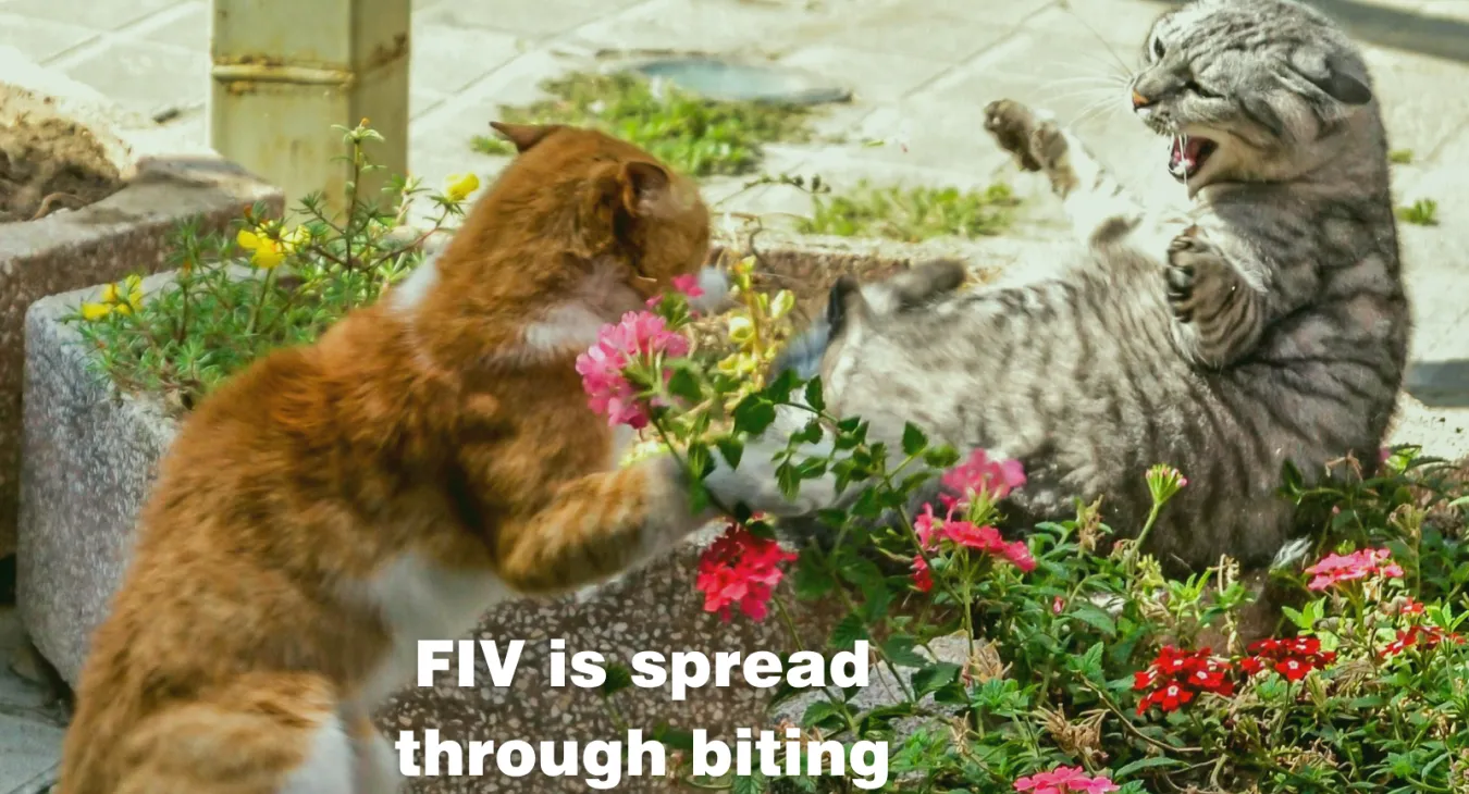 a ginger tomcat and a grey tabby tomcat fighting in a garden bed