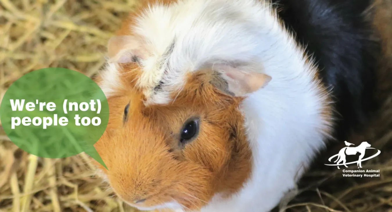 A guinea pig which is black, white and tan saying we're not people too