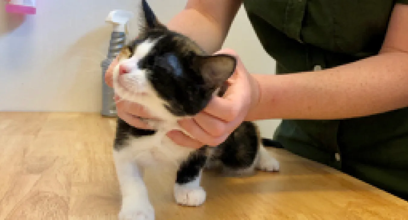 Tortoiseshell Kitten on timber table getting microchipped by Bekky and being very smoochy