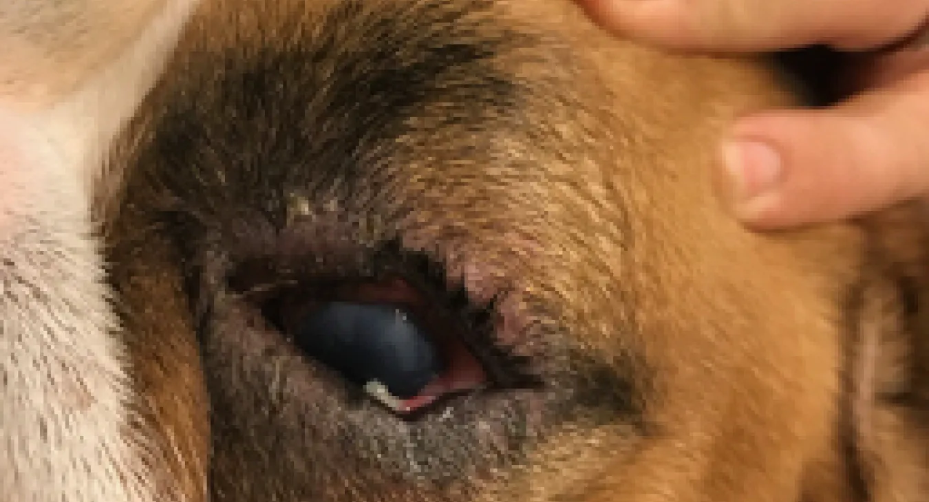 Corneal Ulcer