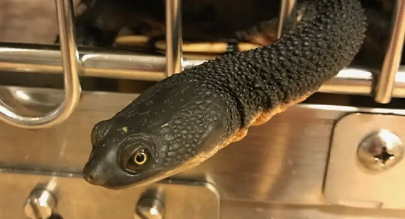 Freshwater turtle hanging his neck out of a cage