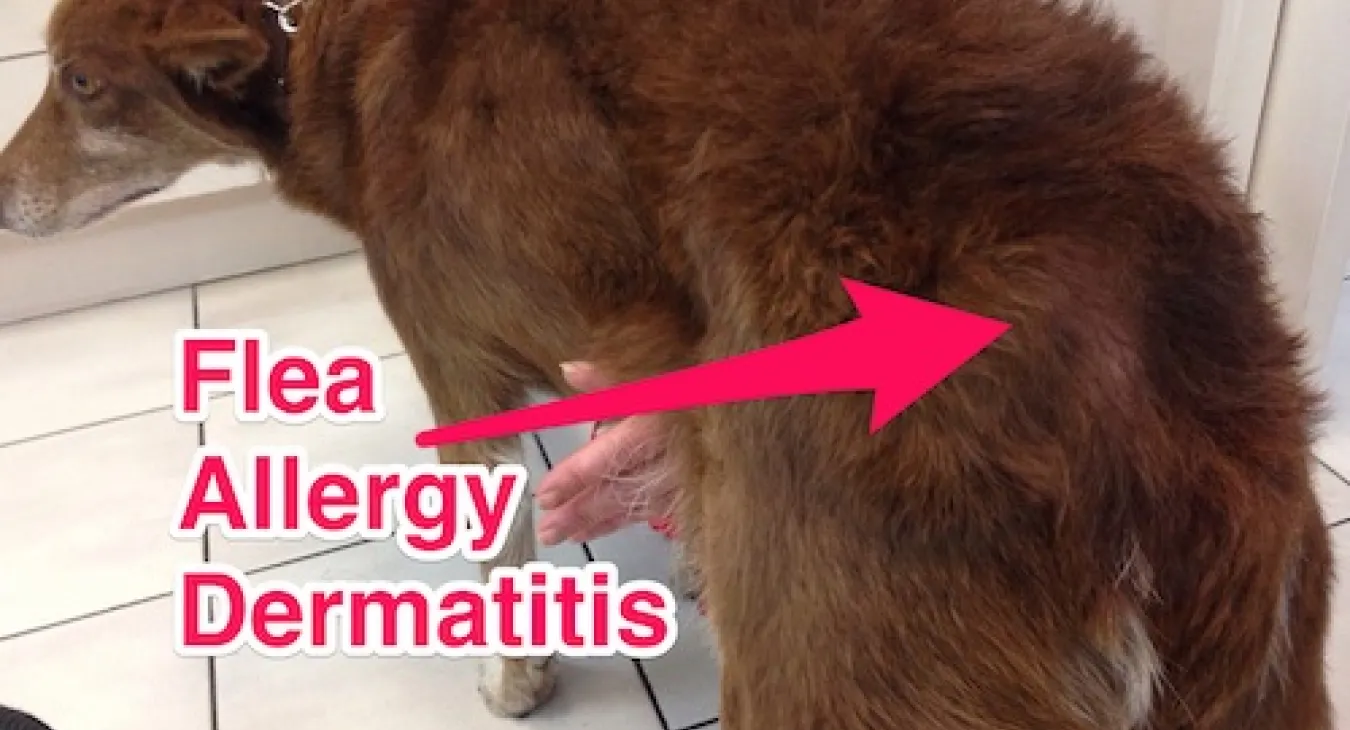 Dog with flea allergy dermatitis