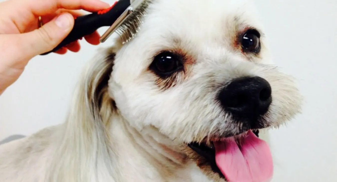 Jack the dog being brushed