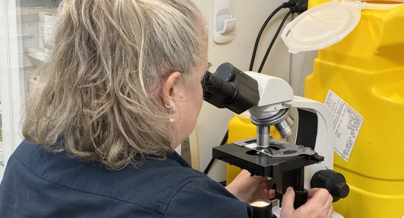 Mel examining an ear smear on the microscope