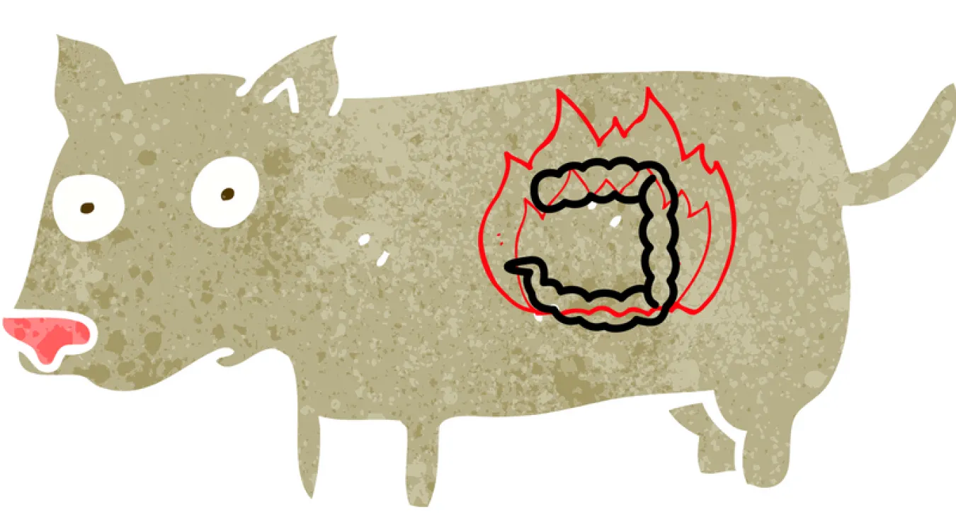 dog cartoon showing where the pancreas is located (in the dog's belly). Signs of pancreatitis are listed- vomiting, not eating, lethargic, pain in the belly