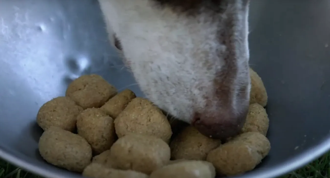 dog eating T/D out of a bowl